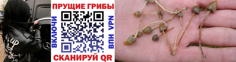 Галлюциногенные грибы мицелий  Куровское 